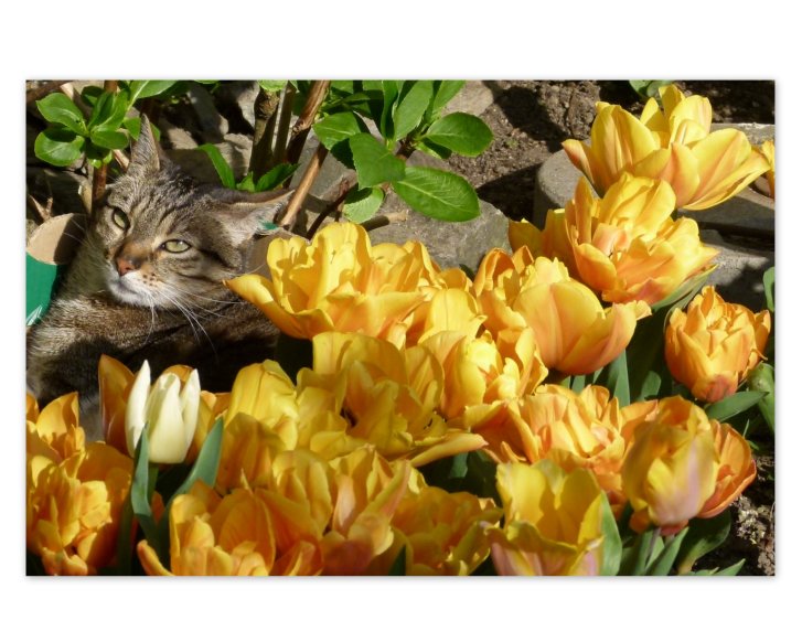 Picture of a cat / kitten / feline