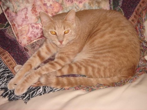 Picture of a cat / kitten / feline