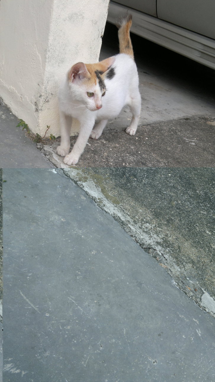 Picture of a cat / kitten / feline