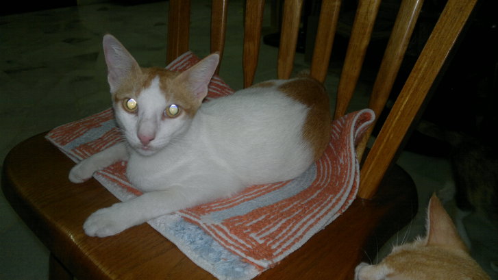 Picture of a cat / kitten / feline