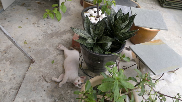 Picture of a cat / kitten / feline