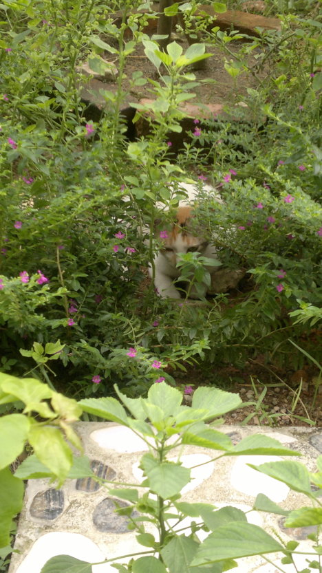 Picture of a cat / kitten / feline