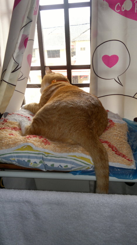 Picture of a cat / kitten / feline