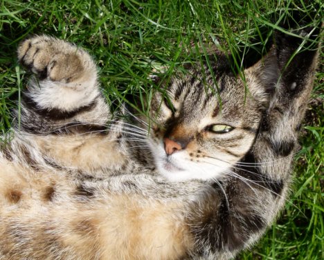 Picture of a cat / kitten / feline