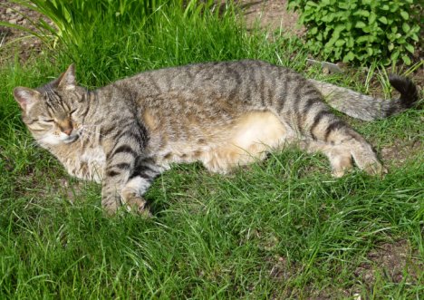 Picture of a cat / kitten / feline