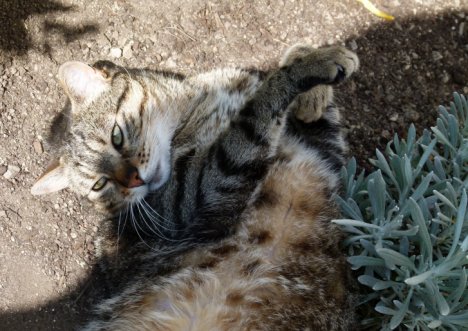 Picture of a cat / kitten / feline