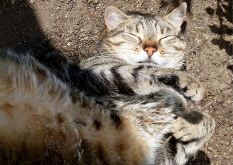 Picture of a cat / kitten / feline