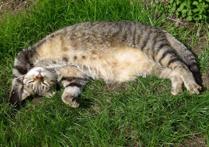 Picture of a cat / kitten / feline