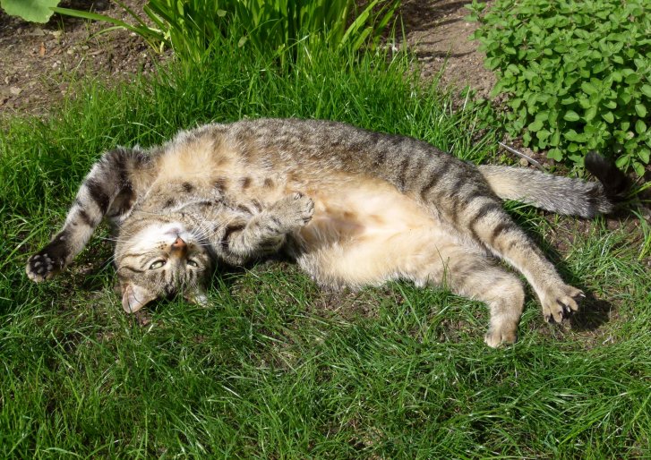 Picture of a cat / kitten / feline