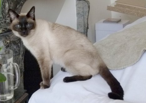 Picture of a cat / kitten / feline