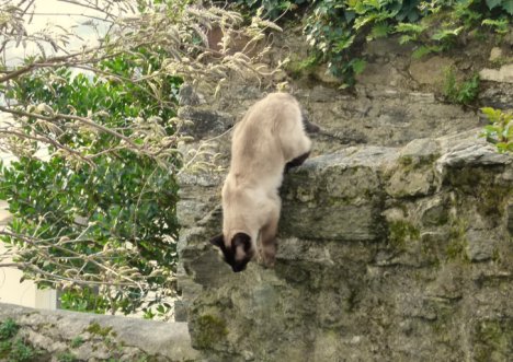 Picture of a cat / kitten / feline