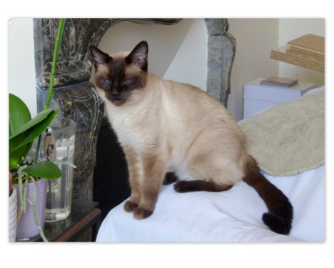 Picture of a cat / kitten / feline