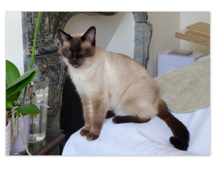 Picture of a cat / kitten / feline