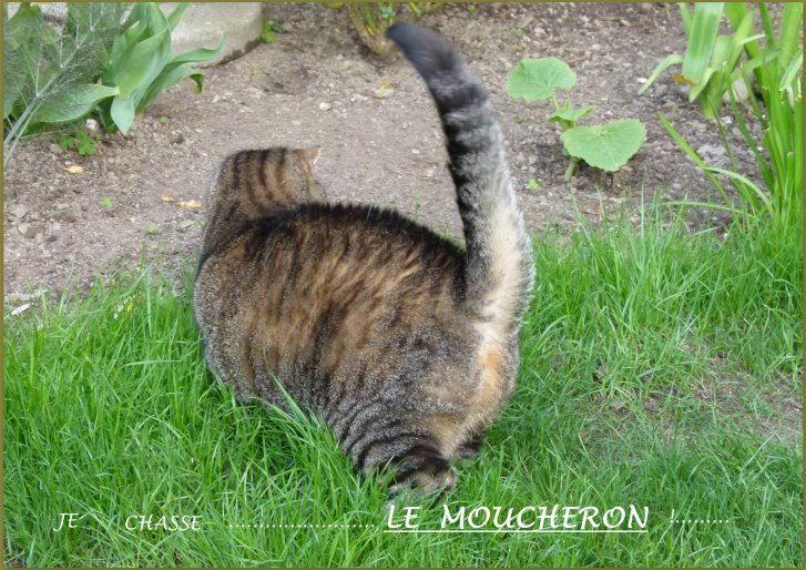 Picture of a cat / kitten / feline