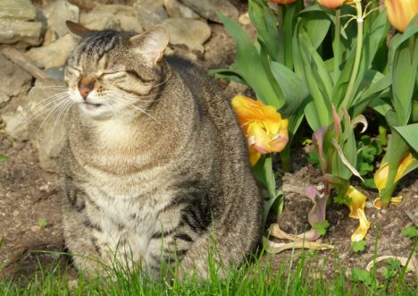 Picture of a cat / kitten / feline