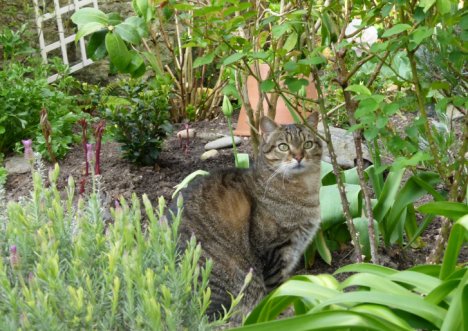 Picture of a cat / kitten / feline