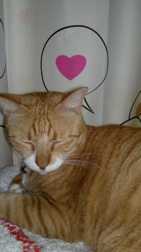 Picture of a cat / kitten / feline