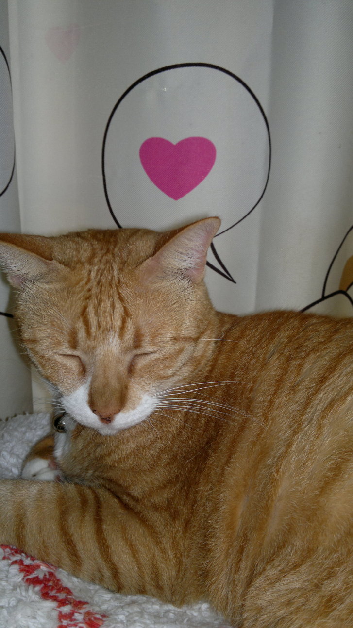 Picture of a cat / kitten / feline