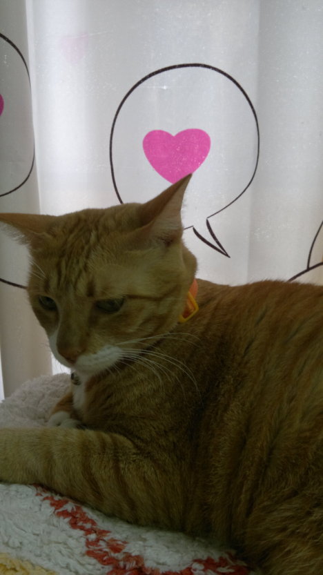 Picture of a cat / kitten / feline