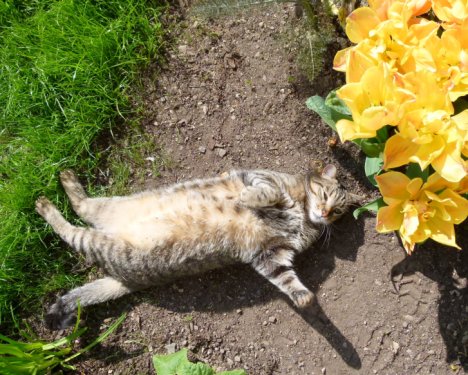 Picture of a cat / kitten / feline