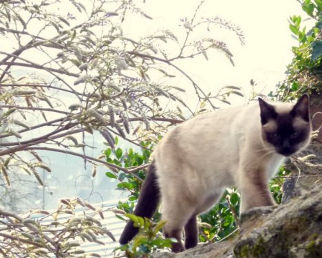 Picture of a cat / kitten / feline