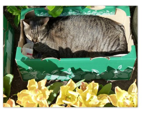 Picture of a cat / kitten / feline