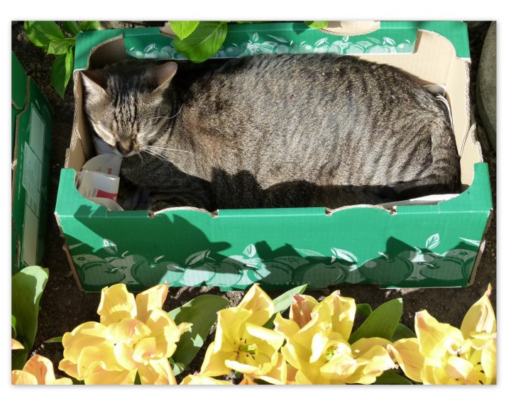 Picture of a cat / kitten / feline