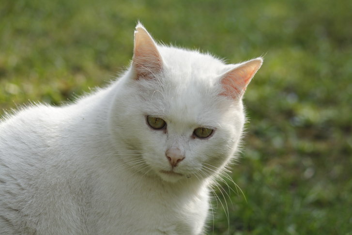 Picture of a cat / kitten / feline