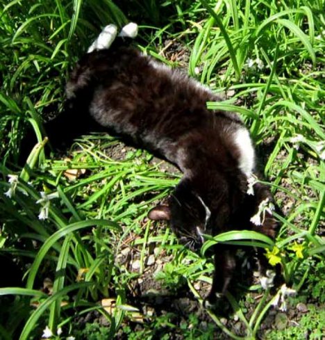 Picture of a cat / kitten / feline