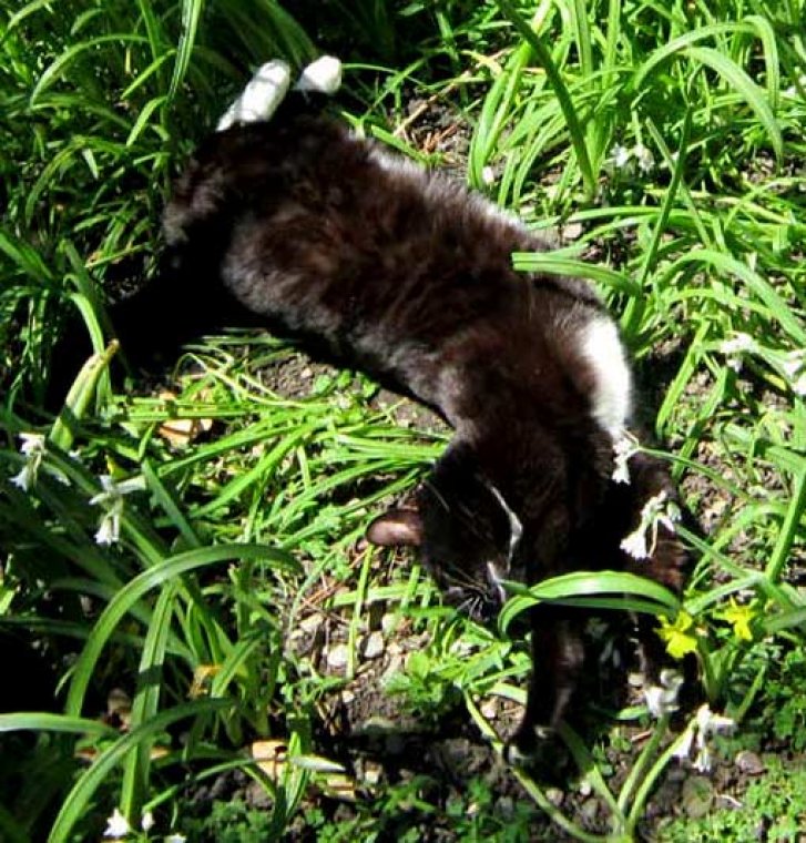 Picture of a cat / kitten / feline