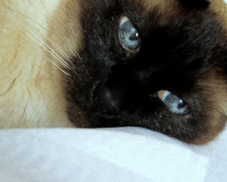 Picture of a cat / kitten / feline