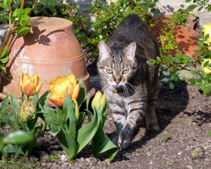 Picture of a cat / kitten / feline