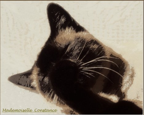 Picture of a cat / kitten / feline