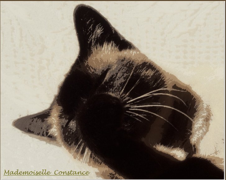 Picture of a cat / kitten / feline