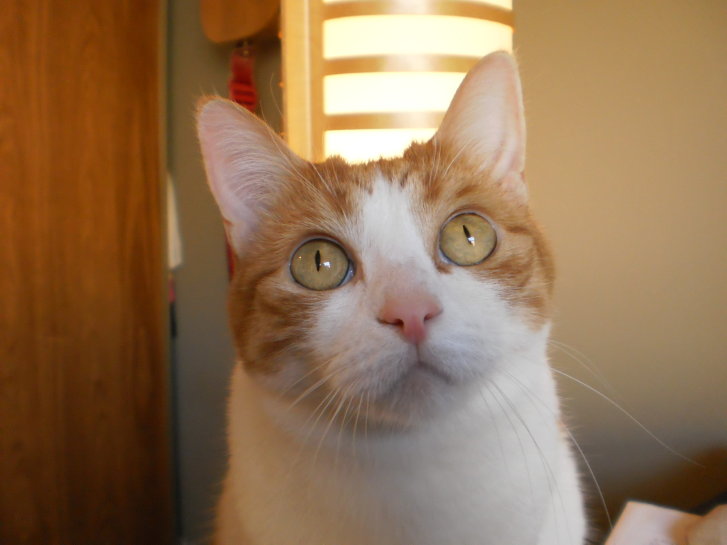 Picture of a cat / kitten / feline