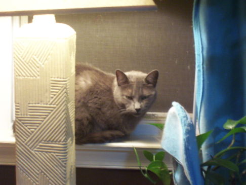 Picture of a cat / kitten / feline