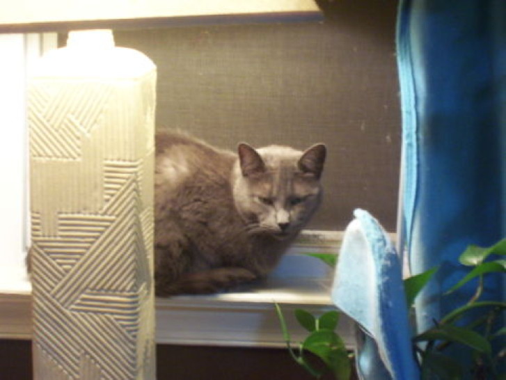 Picture of a cat / kitten / feline