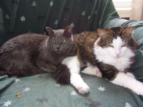 Picture of a cat / kitten / feline