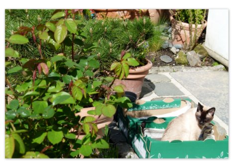 Picture of a cat / kitten / feline