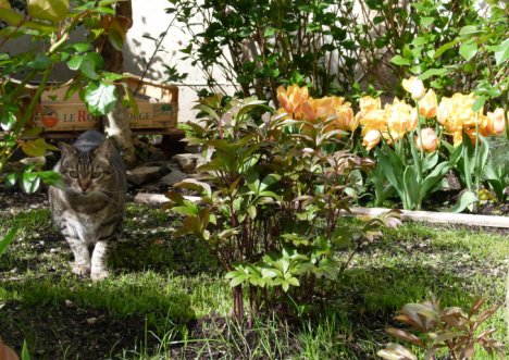 Picture of a cat / kitten / feline