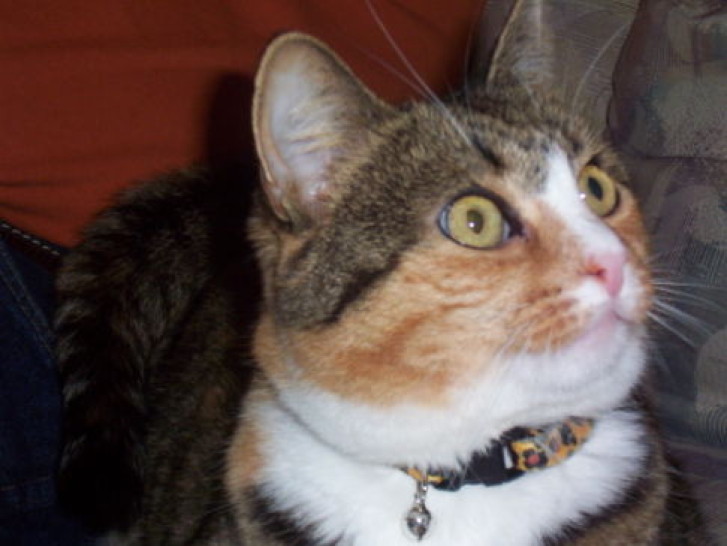 Picture of a cat / kitten / feline