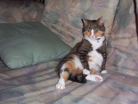 Picture of a cat / kitten / feline