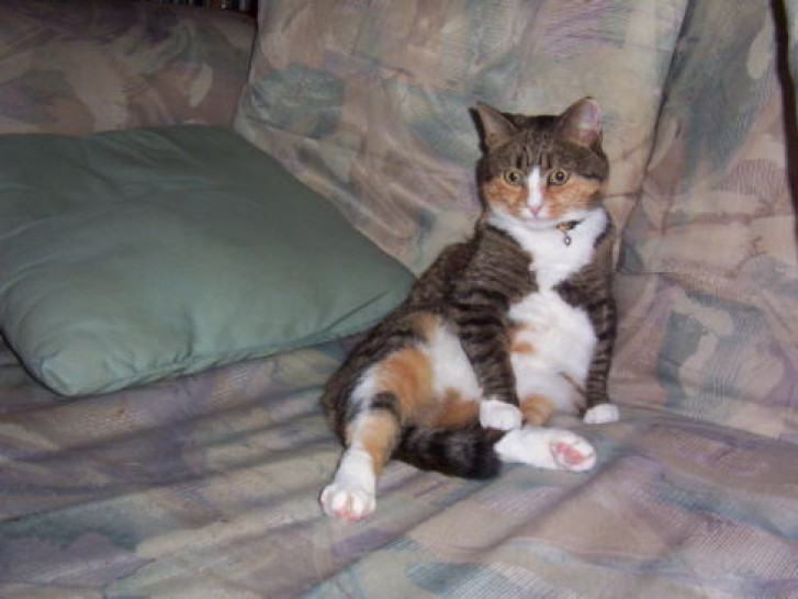 Picture of a cat / kitten / feline