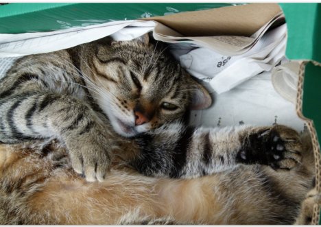 Picture of a cat / kitten / feline