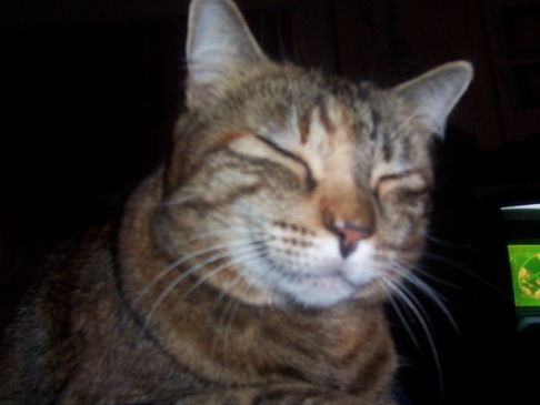 Picture of a cat / kitten / feline