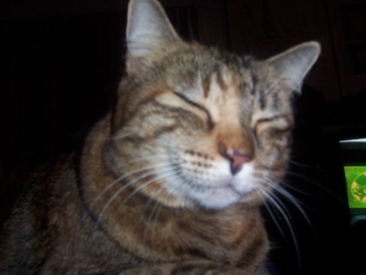 Picture of a cat / kitten / feline