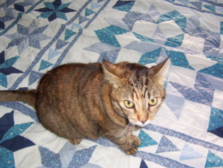 Picture of a cat / kitten / feline