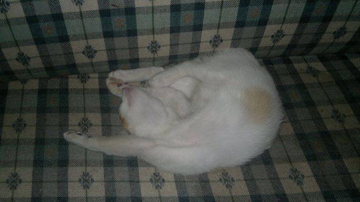 Picture of a cat / kitten / feline