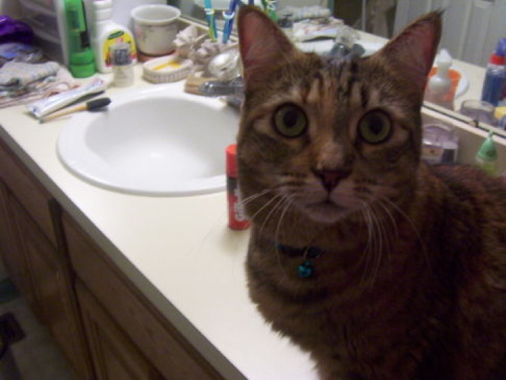 Picture of a cat / kitten / feline