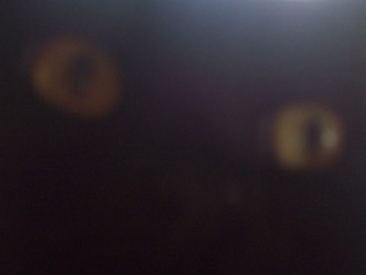 Picture of a cat / kitten / feline